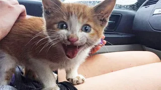 Stray Kitten Can't Stop Thanking Girl Who Rescued Him From An Abandoned Barn