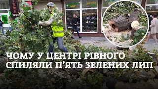 У центрі Рівного спиляли п’ять “хворих” зелених лип