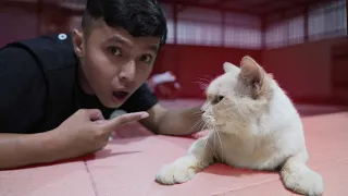 NEMU KUCING DI DEPAN KAMAR!!