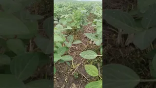 Соя Озборн на no till