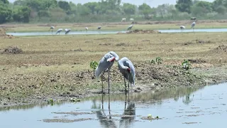 Indian Saras | Nature Photography | #wildlife #nature #naturephotography #india