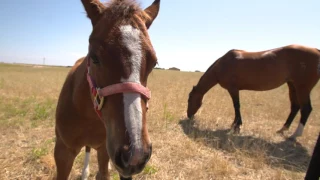 Feeding Foals from Birth to Weaning | Purina Animal Nutrition