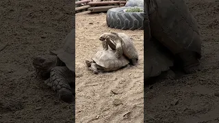 Frisky tortoises after being fed