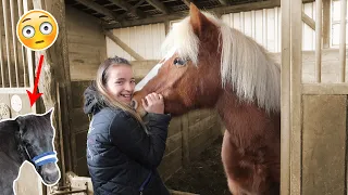 Smarty ist sauer auf mich 😰💔 | Marina und die Ponys