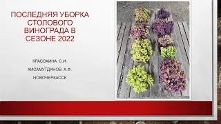 Последняя уборка столового винограда сезона 2022@Krasokhina