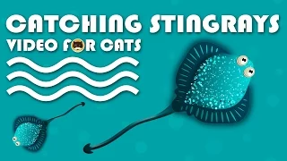 CAT GAMES - Catching Stingrays. FISH VIDEO FOR CATS.