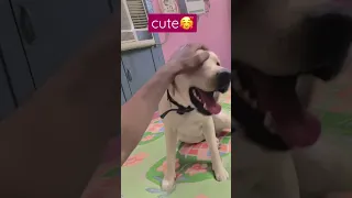 Cute Labrador dog 🥰🐩 | #shorts #ytshorts