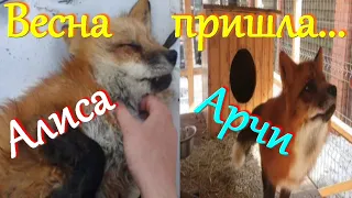 Алиса лиса. У Алисы и Арчи весеннее обострение.