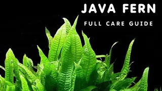 JAVA FERN GUIDE FOR BEGINNERS | ALL ABOUT JAVA FERN |