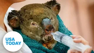 Australia wildfires: 480 million animals believed dead | USA TODAY