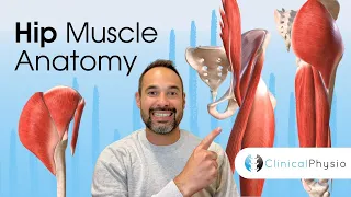 Hip Muscle Anatomy | Expert Physio Guide