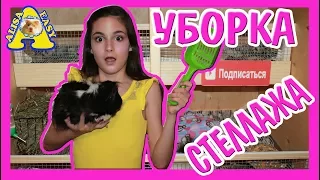 ❤❤❤ ГРАНДИОЗНАЯ УБОРКА СТЕЛЛАЖА У МОРСКИХ СВИНОК / УБИРАЮ У СВИНОК❤❤❤ АЛИСА ИЗИ 🔝🔝🔝 ТОП/ в тренде