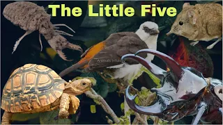 These are  The Little Five Animals Of Africa