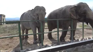 Как нас приветствовали слонихи Магда и Дженни!)😄🐘🐘🍌🍌