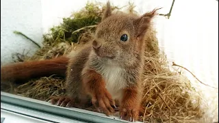 Red Squirrels on the window sill (semi documentary)