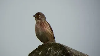 , a delightful linnet singing on my kitchen roof