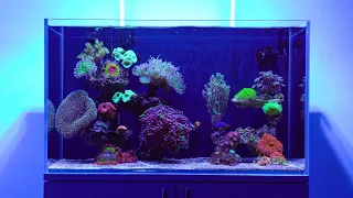 The corals in my reef tank