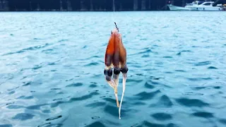 拾ったホタルイカを浜から投げると大型魚が入れ食いになりました