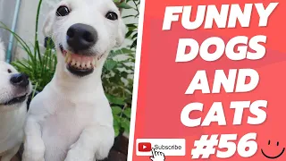 Funny Animal Videos 2022  Best Dogs And Cats Videos 😺😍 # 56