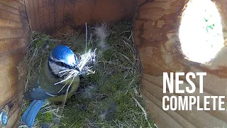 FULL Blue-tit Nest build - Great-tit Lays three more Eggs. HIGHLIGHTS 10-25 April 2024