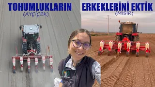 TOHUMLUK AYÇİÇEK VE MISIRLARIN ERKEKLERİNİ EKTİK!