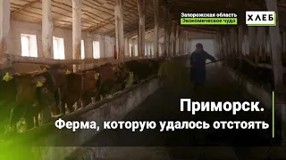 Приморск  Ферма, которую удалось отстоять