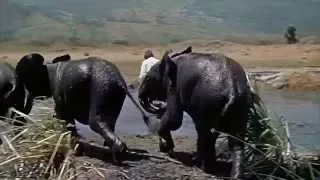 ¡Hatari! Howard Hawks. 1962 / "Baby Elephant Walk" Henry Mancini