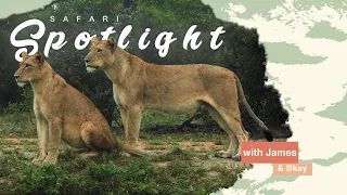 Talamati Pride Reunion - Safari Spotlight #2