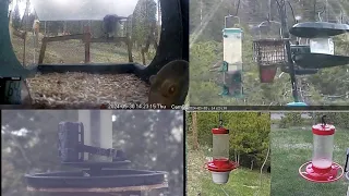 Live Nature Cams