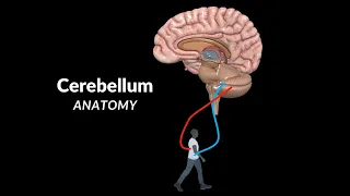 Cerebellum Anatomy (External & Internal Structures, Tracts, Nuclei)