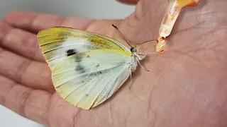 The process of making friends with butterfly