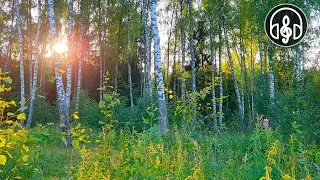 Very beautiful evening forest. Birdsong in the summer forest.