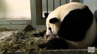 Giant Panda Twins Birth