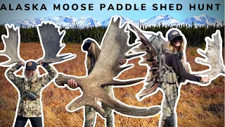 Alaska Moose Paddle Shed Hunt By Bush Plane: WE FOUND GIANT BROWNS!