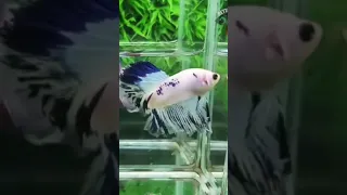 Don't Buy A Betta Fish Without Watching This First