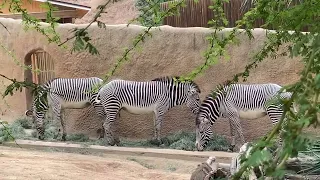 🦓 zebras!!