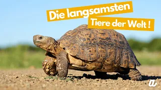 Die langsamsten Tiere der Welt ! | Die Top 8 (!!!)