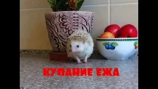 КУПАНИЕ ЕЖА ! ЛЮДИ ИЗДЕВАЮТСЯ НАД ЖИВОТНЫМИ !