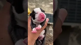 So Cuteness👀🥰 Black and white Pitbull dog🐶#pitbulll#viral#shorts