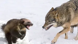 Волки и даже Медведи обходят её стороной! Росомаха – Яростная и вечно Голодная хищница!