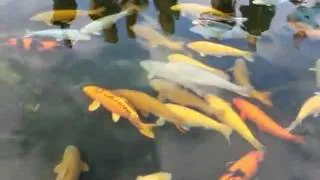 Marusei Koi farm Jumbo Koi 1