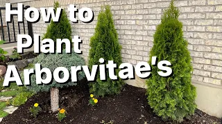 How to Plant Arborvitae Trees