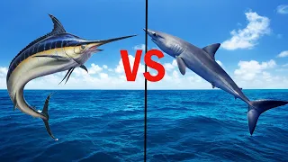 Рыба меч vs Акула-мако