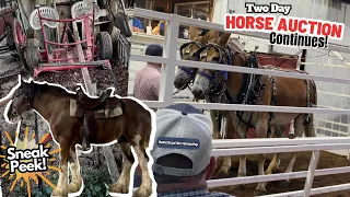 Back At The TWO DAY HORSE AUCTION! - Part 2 + OLIVER SNEAK PEEK!!!