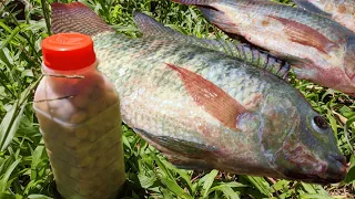 🔥 É uma COVARDIA essa NOVA ISCA para TILAPIA, veja passo a passo (pescaria)