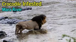 [Rare Video] Lion King SCARFACE Crossing Crocodile Infested Mara River