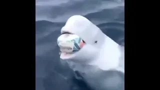 playing fetch with a beluga whale...