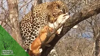 Hungry leopard attacks a dog in the yard | Animal World