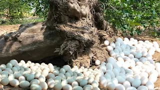 Amazing Today Top a expert farmers found many duck eggs at the base of a tree