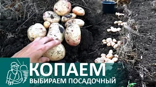 🥔 Сбор урожая картофеля | Выращивание картошки по технологии Гордеевых